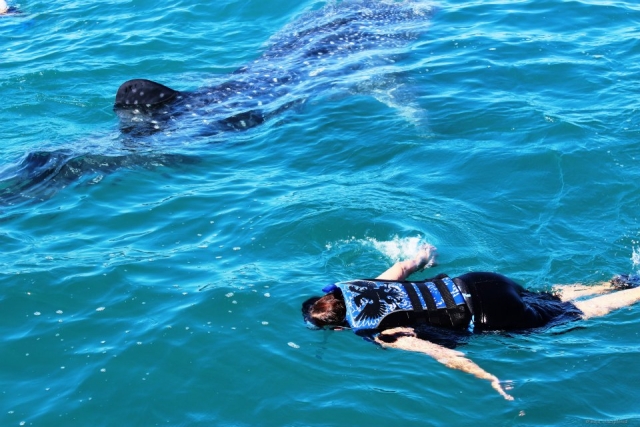 Snorkel con tiburon ballena